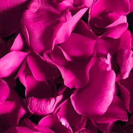 Lutea Perfume Fragrance Classification - Floral