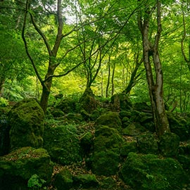 Lutea Perfume Fragrance Classification - Woody